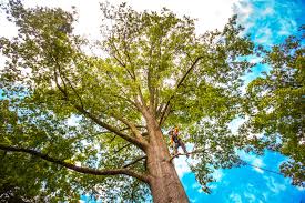 Best Tree Health Inspection  in China Spring, TX