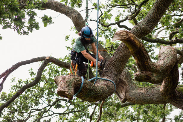 Best Root Management and Removal  in China Spring, TX