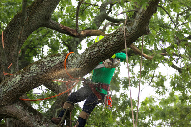 How Our Tree Care Process Works  in  China Spring, TX