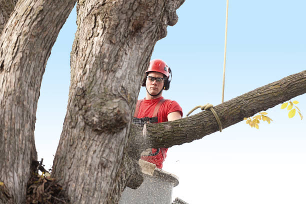 Best Hazardous Tree Removal  in China Spring, TX